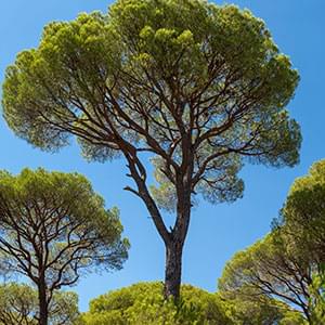 Pine Bark Extract