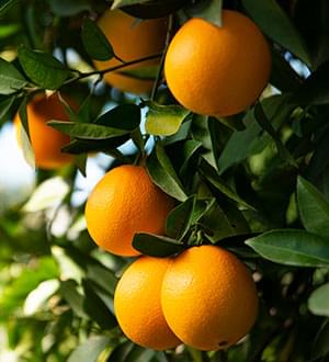 Vitamin C
